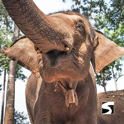 Elephant Shelter Feeding Activity Koh Samui For Cruise Ship Guests