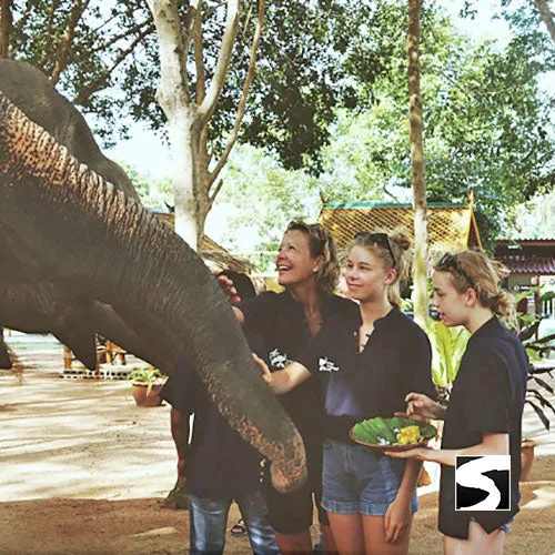 Elephant Shelter Feeding Activity Koh Samui For Cruise Ship Guests