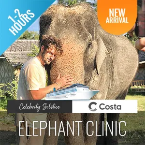 Elephant Shelter Feeding Activity Koh Samui For Cruise Ship Guests