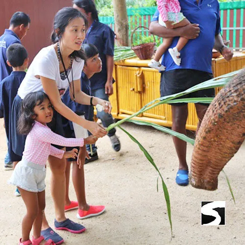 Elephant Shelter Feeding Activity Koh Samui For Cruise Ship Guests