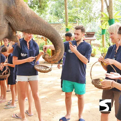 Elephant Shelter Feeding Activity Koh Samui For Cruise Ship Guests