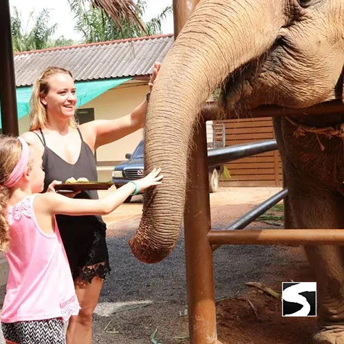 Elephant Shelter Feeding Activity Koh Samui For Cruise Ship Guests